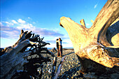 Treibholz, Strand, Parksville, Vancouver Island B.C., Kanada