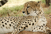 Cheetah, Daniells Cheetah breeding farm near Uitenhage, Eastern Cape, South Africa, Africa