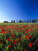 Poppy field, Val d' Orcia, Tuscany, Italy