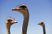 Ostriches at an ostrich farm near Oudtshoorn, Western Cape, South Africa, Africa