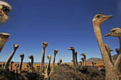 Ostriches at an ostrich farm near Oudtshoorn, Western Cape, South Africa, Africa