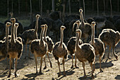 Young Ostriches on a farm near Oudtshoorn, Western Cape, South Africa, Africa