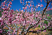 Kirschblüte in der nähe von Arfo, Teneriffa, Kanarische Inseln, Spanien, Europa