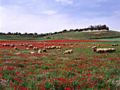 Poppy seed meadow whit sheep, near Manacor Majorca, Spain