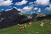 Cows in an alpine meadow at Karwendel mountains, Bavarian Alps, Upper Bavaria, Bavaria, Germany, Europe