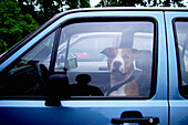Hund im Auto, Berlin, Deutschland