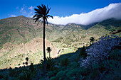 Tal Bechijigua, La Gomera,  Kanarische Inseln, Spanien