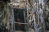 Hühnerstall, Tamargada, La Gomera Kanarische Inseln