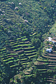 Terassenfeldbau, Lo del Gato, La Gomera Kanarische Inseln