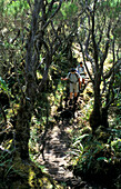 Two hikers hiking on La Reunion, Sentiére de Belouve, Ille de la Réunion, Indian Ocean