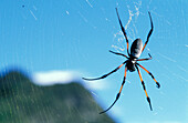 Seidenspinne im Spinnennetz, La Réunion, Indischer Ozean