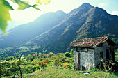 Mountain landscape with vineyards, Trentino, Italy