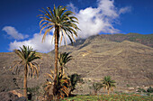 Palmen, El Risco bei Agaete, Gran Canaria, Kanarische Inseln, Spanien