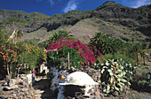Steinbackofen im Tal von El Risco bei Agaete, Gran Canaria, Kanarische Inseln, Spanien