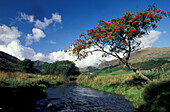 Mountainous landscape with stream and mountain ash tree, Cum Pennant, North Wales, Great Britain