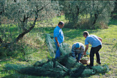 Oliven-Ernte, bei Fontvieille, Bouches-du-Rhone, Provence, Frankreich