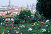 Stadtansicht Florenz, im Vordergr. Rosengarten Toskana, Italien