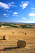 Hügellandschaft und Weizenfelder bei Tafalla, bei Pamplona, Navarra, Spanien