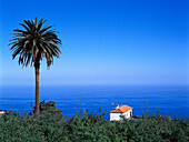 House with a palm tree near Tigalate, La Palma, Canary Islands, Spain