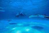 Taucher mit Stachelrochen, Stingray City, Grand Cayman Cayman Island