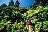 Diving Creek Eisenbahn, Coromandel, Neuseeland