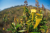 Fleischfressende Pflanze, Nepenthes, Madagaskar STÜRTZ S.73re.u.