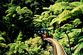 Eisenbahn, Driving Creek Railway, Coromandeln Nordinsel, Neuseeland