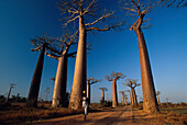 Baobabs neben der Straße, bei Morondava Madagaskar