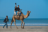 Kamelritt am Strand, Essaouira Marokko