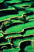 Ricefield, Riceframer, Pujung, Bali, Indonesia