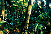 Vallée de Mai Nationalpark, Praslin Seychellen