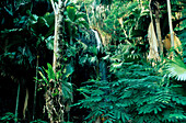 Wasserfall, Vallée de Mai Nationalpark, Praslin Seychellen