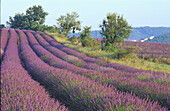 Lavendelfelder bei Valensole, Alpes de Haute Provence Provence, Frankreich