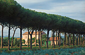 Pinienallee, Alberese Maremma Toskana, Italien