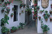 Calleja de Flores, Blumengasse, Juderia, Cordoba Andalusien, Spanien