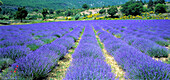 Lavendelfeld bei Sault, Vaucluse, Provence, Frankreich, Europa