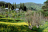 Landhaus mit Zypressen, Blumenwiese, in der Nähe von Las Mercedes, Anaga-Gebirge, Teneriffa, Kanarische Inseln, Spanien