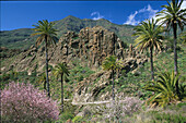The almond blossom and palm trees, bei Lo del Gato, La Gomera, Canary Islands, Spain