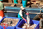 Workers handling fish at harbour, Cape Town, South Africa, Africa