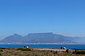 Blick von der  Robben Insel auf Kapstadt, Kapstadt, Südafrika, Afrika