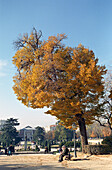 People at a park in autumn, Parque del Retiro, Madrid, Spain, Europe