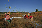 Women working in field, Burma, Landwirtschaft bei Pindaya, threshing sesame plants to separate the seeds used for oil, Dreschen von getrocknete Sesampflanzen, Feldarbeiterinnen, Feldarbeit