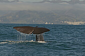 Sperm whale fluke, Kaikoura, New Zealand, Oceania