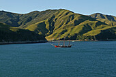 Sailing boat, Marlborough Sounds, Marlborough Sounds, South Island, Segelboot