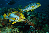 Sweet lips Fish, Maledives Underwater