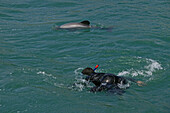 Swimming with dolphins, Banks Peninsula, Schwimmen mit Delfine, South Island, Mensch und Delfin