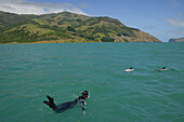 Taucher schwimmt mit Delfinen vor der Küste der Banks Halbinsel, Südinsel, Neuseeland, Ozeanien