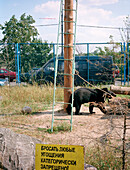 Do not feed the bear, Moscow Russia