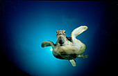 Suppenschildkroete, Meeresschildkroete, Green sea tu, Green sea turtle, green turtle, Chelonia mydas