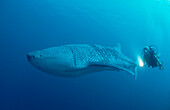 Walhai und Schnorchler, Rhincodon thypus, Malediven, Indischer Ozean